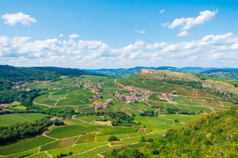 Rangs de vigne dans la campagne