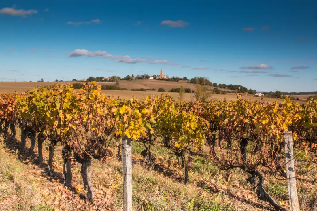 Vignoble du Frontonnais, au nord de Toulouse